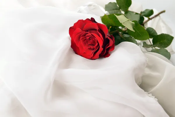 Róża czerwona Zdjęcia Stockowe bez tantiem