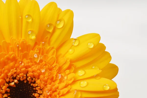 Gele gerbera — Stockfoto