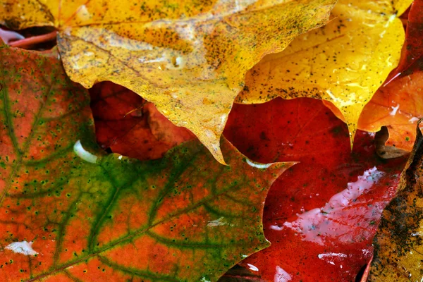 Вологі листя клена — стокове фото