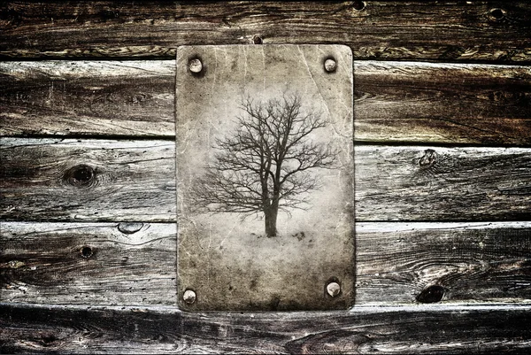 Lonetree zonder bladeren — Stockfoto