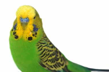 muhabbet kuşu portresi