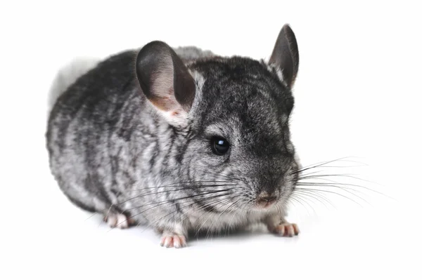 Grau schön chinchilla — Stockfoto