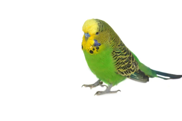 Hullámos papagájok portréja — Stock Fotó