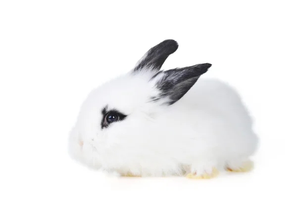 L beautiful rabbit — Stock Photo, Image