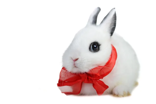 Rabbit with red ribbon — Stock Photo, Image