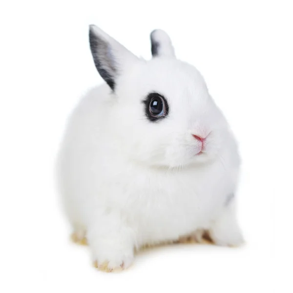 L beautiful rabbit — Stock Photo, Image