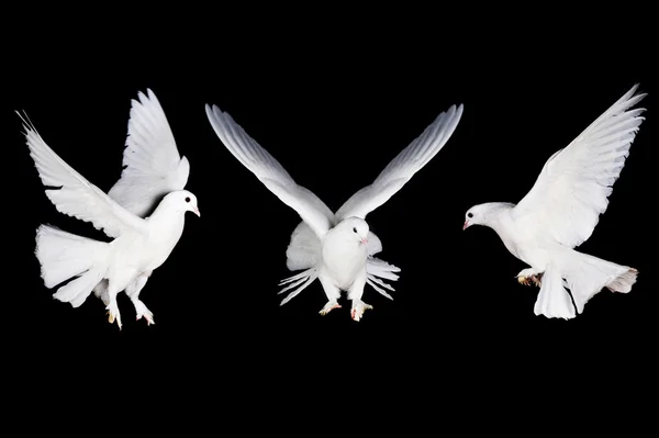 White pigeon and hand — Stockfoto