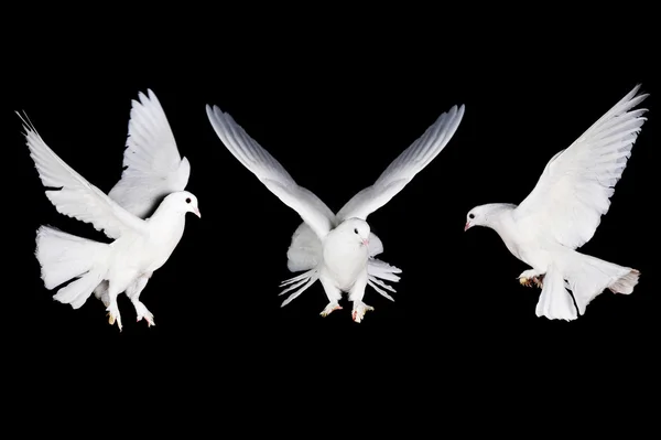 White pigeon and hand — Stok fotoğraf