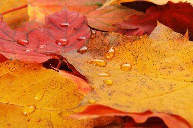 akçaağaç ıslak yapraklar