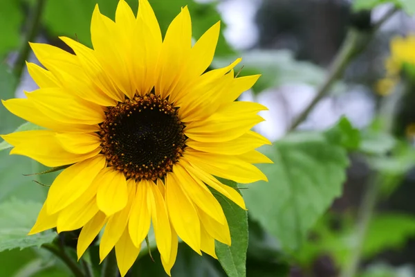 Beautiful sunflowers — Stock Photo, Image