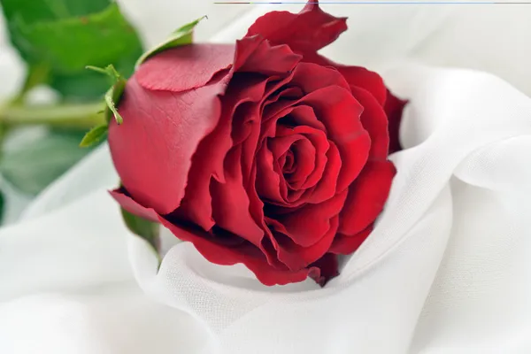 Rote Rose — Stockfoto