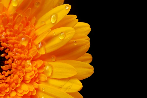 Yellow gerbera — Stock Photo, Image