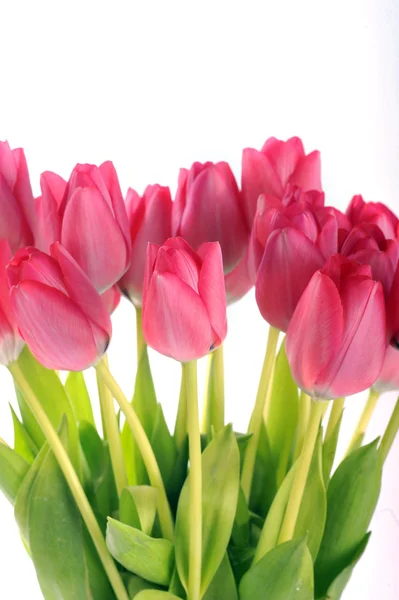 Rode tulpen — Stockfoto