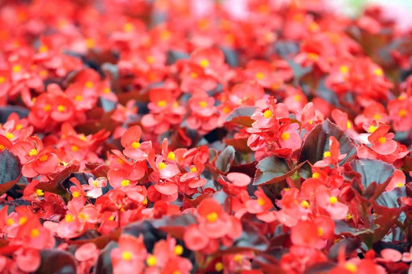 Begonia roja — Foto de Stock