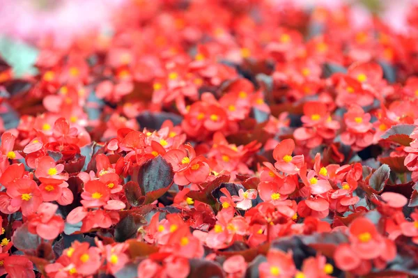 Червоний Begonia — стокове фото