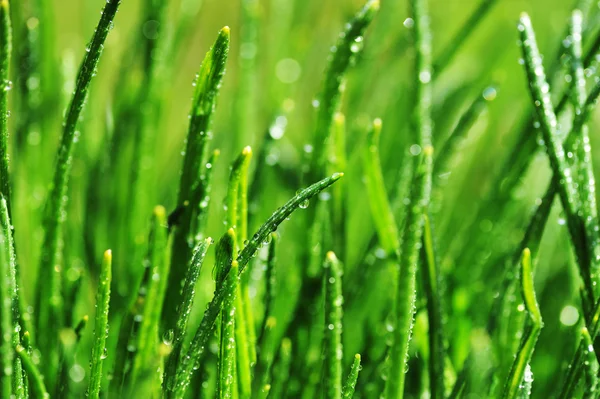 Dauw op groen gras — Stockfoto