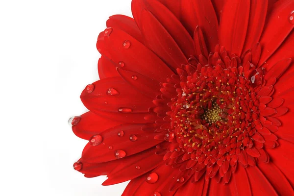 Red gerbera — Stock Photo, Image