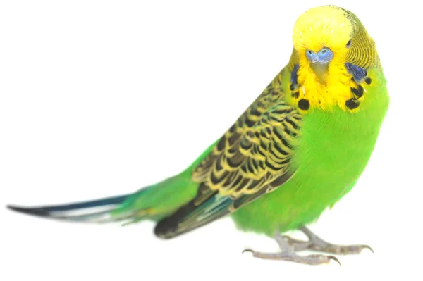 Portrait of budgerigar — Stock Photo, Image