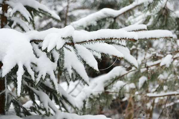 Branches of winter spruce tree — Stock Photo, Image