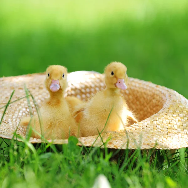 솜 털 ducklings — 스톡 사진