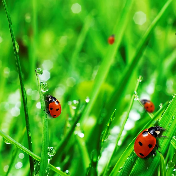 Herbe verte fraîche avec gouttes d'eau — Photo