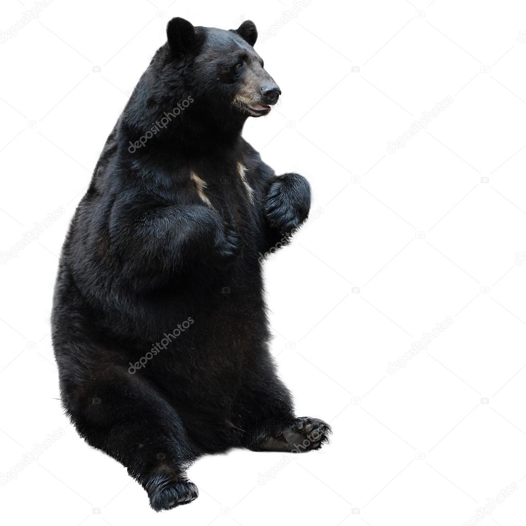 Ours Humour Images Libres De Droit Photos De Ours Humour Depositphotos Ours Humour Images Libres De Droit Photos De Ours Humour Depositphotos