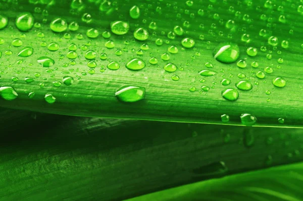 Folha verde e gota de água — Fotografia de Stock