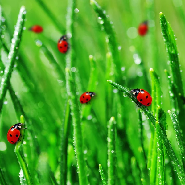 Tau auf grünem Gras — Stockfoto