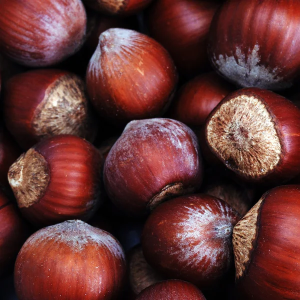 Hazelnut in shell — Stock Photo, Image