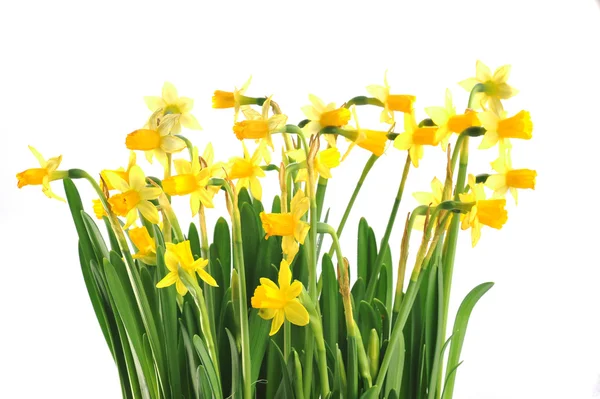 Yellow daffodils — Stock Photo, Image