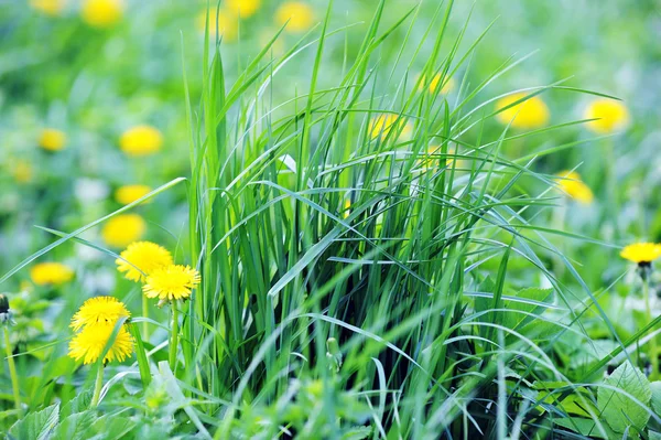 Dandelions blooming — Stock Photo, Image