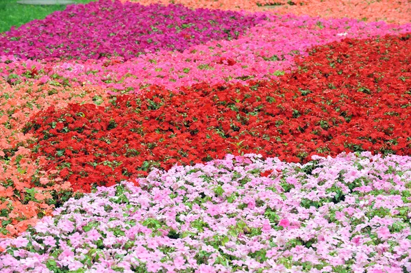 Flores coloridas — Fotografia de Stock