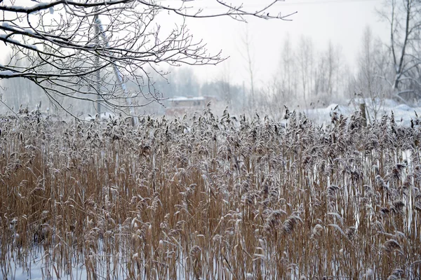 Riet op bevroren vijver — Stockfoto