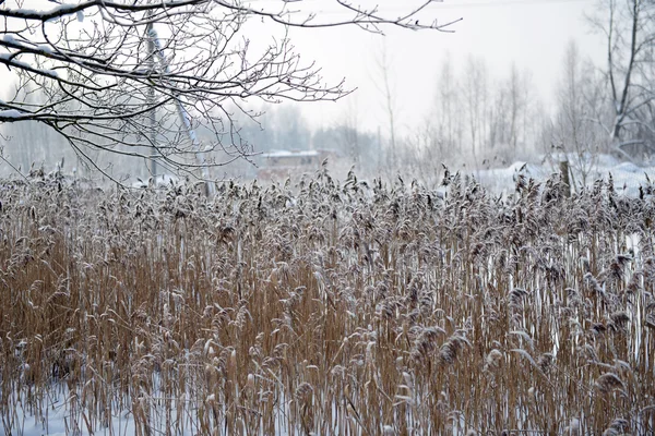 Reeds on frozen pond Royalty Free Stock Photos