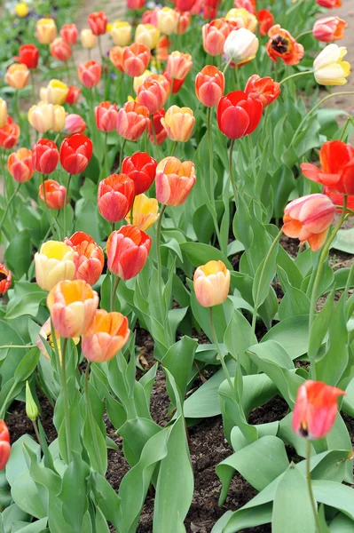 Tulipas vermelhas e amarelas — Fotografia de Stock