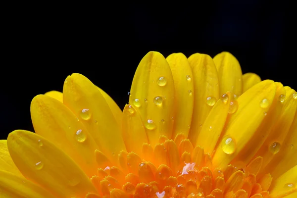 Gele gerbera — Stockfoto