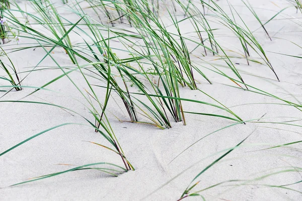 Grass in sand — Stock Photo, Image