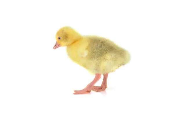 Yellow fluffy duckling — Stock Photo, Image