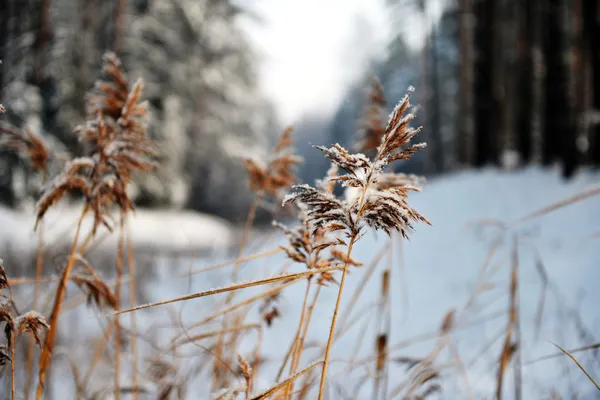 Reeds on frozen pond — Stock Photo, Image