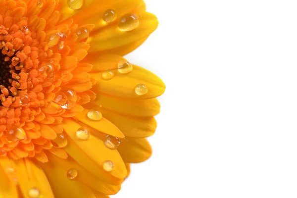 黄色非洲菊 — 图库照片