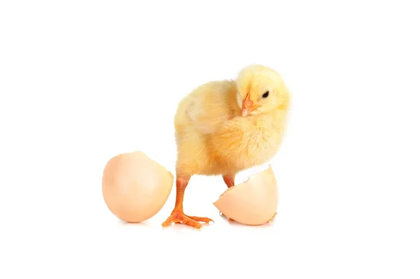Fluffiga kyckling — Stockfoto
