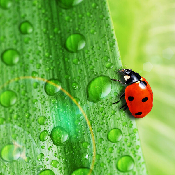 bright green leaf