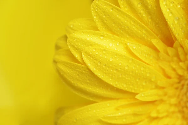 Желтый цветок Стоковое Изображение