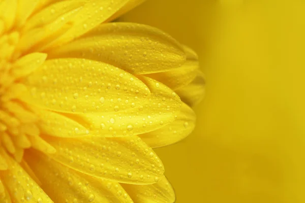 Yellow flower — Stock Photo, Image