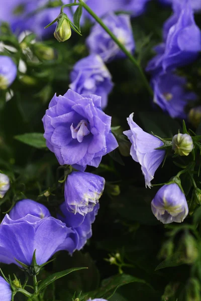 Flores de campanilla — Foto de Stock