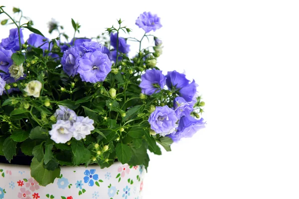 Campanula flowers — Stock Photo, Image