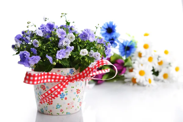 Flores de campanilla — Foto de Stock