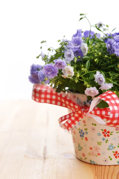 Campanula flores — Fotografia de Stock