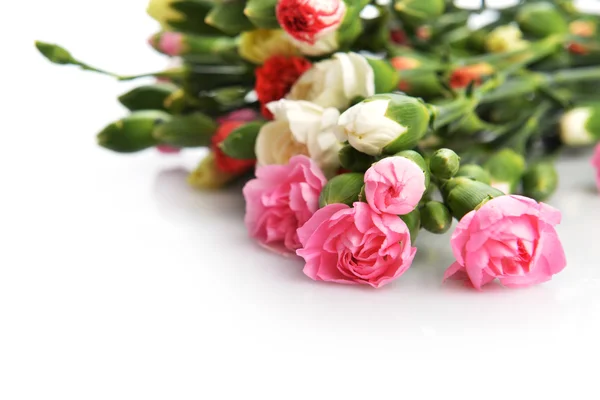 Květiny karafiátu — Stock fotografie