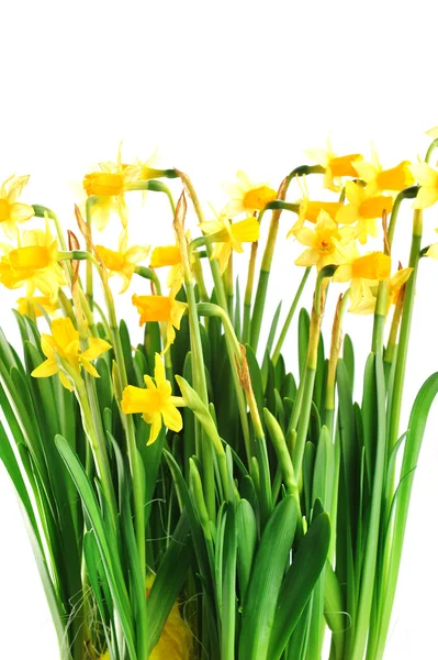 Yellow daffodils — Stock Photo, Image